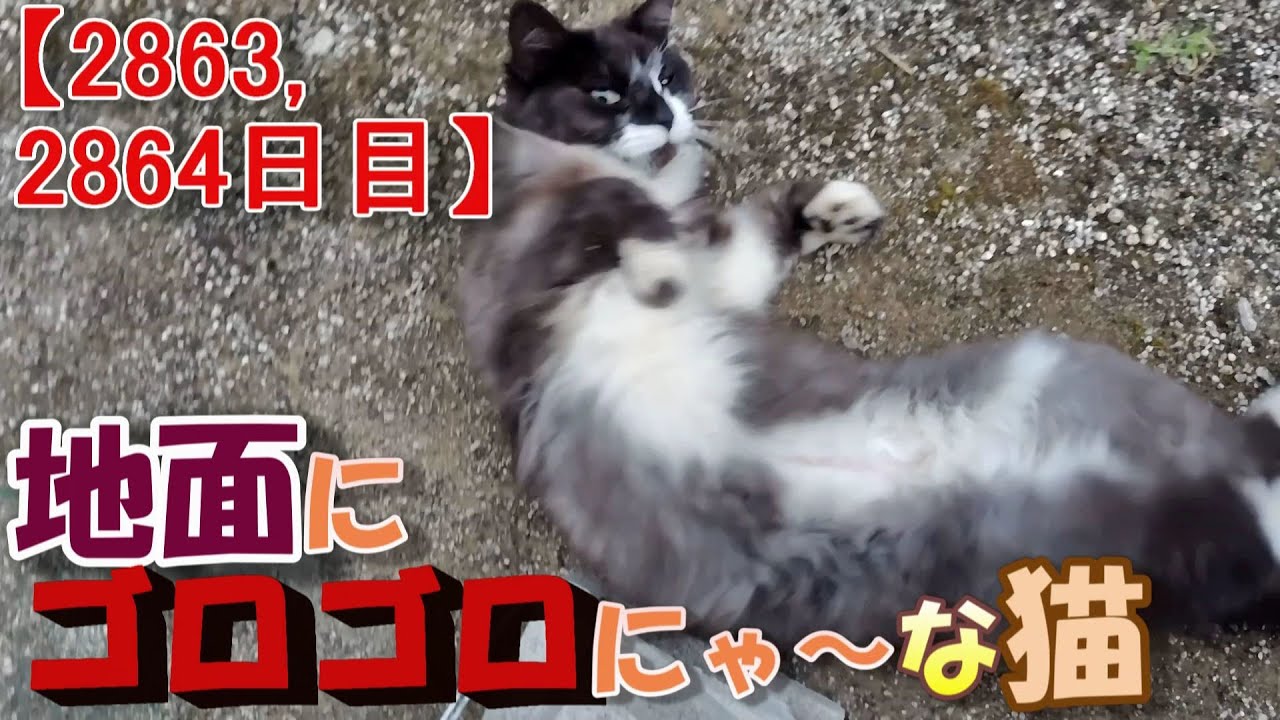 【2863,2864目】地面にゴロゴロにゃ～な猫【かわいい・面白い】～The growth record of my cute cat, Nike day 2863,2864
