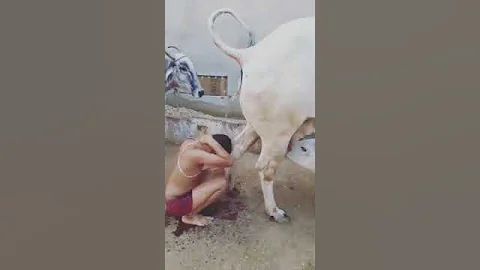 An Indian Hindu kid showering in cow urine