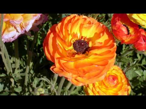 Flower Fields 09