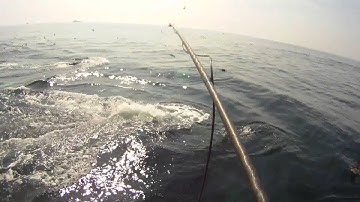 Whale Tagging: Marine Biologist Ari Friedlaender Tags Whales for Science!