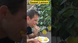 Sweet Lemon Taste Test