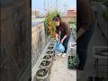 China’s Hidden Cucumber Growing Method! 🥒😳