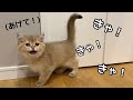 先輩猫と会いたいのにドアが開かないと文句を言う子猫が可愛い…