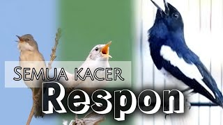 MASTERAN KACER FULL ISIAN Tengkek Buto, cililin, gereja tarung, kapas tembak, belalang