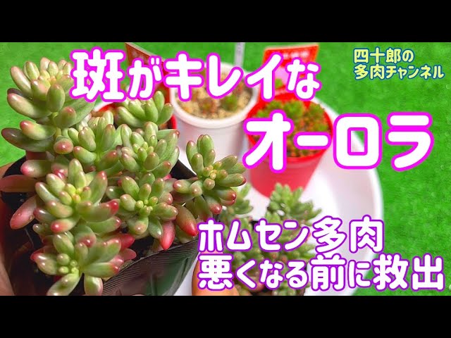 Succulents] 🎎 Doll Festival Succulent Patrol🚨 Flora B is looking