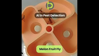 AI in agriculture 010: Melon Fruit Fly Pest Detection