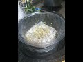HOW To grow  microgreens./Como cultivar microvegetales