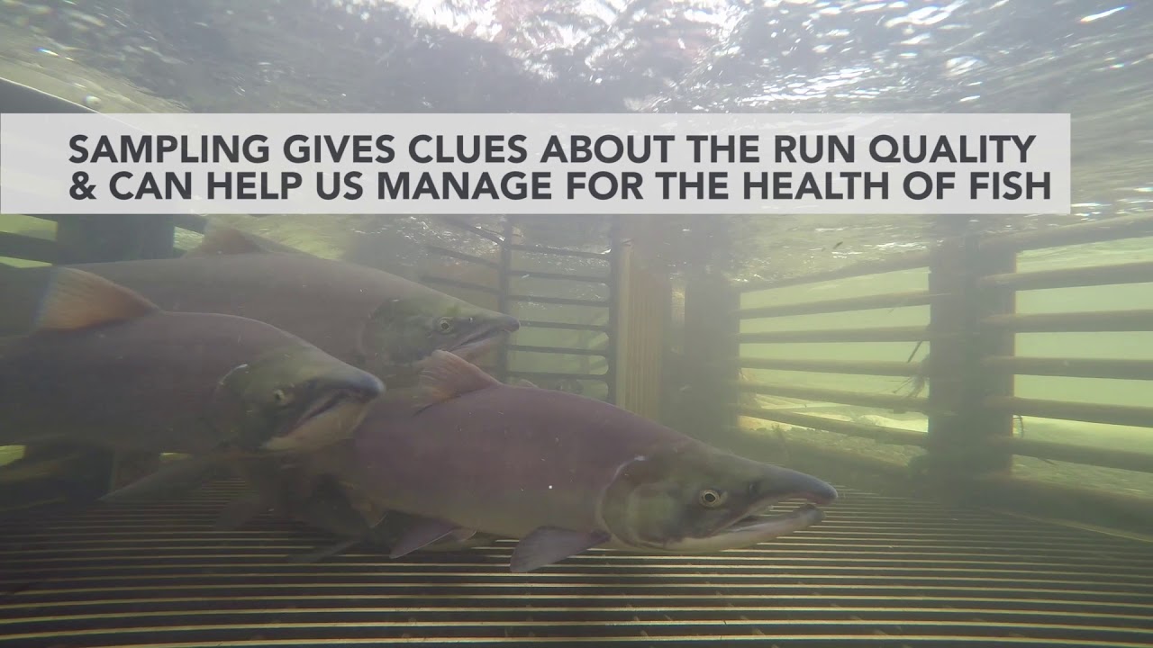 Tour the Kwethluk Weir YouTube