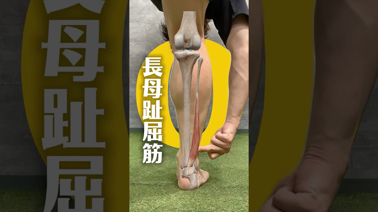 脚痩せ・膝下O脚改善で必須の『長母趾屈筋』はある部分を固定しないと伸びません! #脚やせ #膝下o脚 #ふくらはぎ痩せ