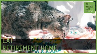 The Retirement Home Where Cats Party // 60 Second Docs