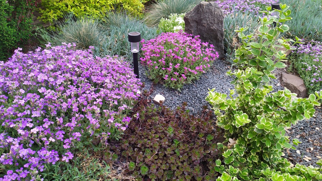 Апрельский палисадник. Много ярких красок и интересных растений. 24.04.25