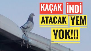 KAÇAK OYUN KUŞU İNDİ ÖNÜNE ATACAK YEM YOK ŞİMDİ NE OLACAK