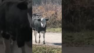 Идёт бычок качается вздыхает на ходу 🐄🐄🐄