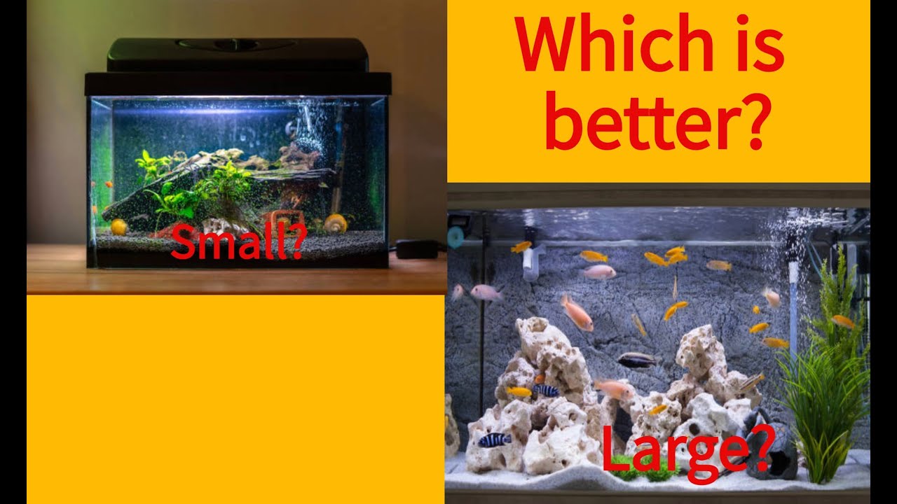 What Size Tank is Best for Beginners? - YouTube