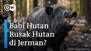 Berburu Jadi Cara Orang Jerman Jaga Kelestarian Pohon dan Hutan