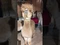 Alpaca Joy mp3