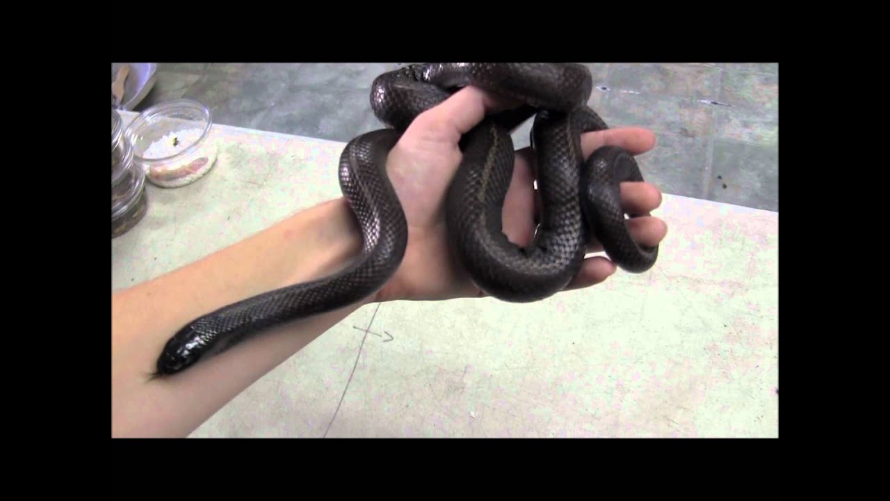 baja king shocks Male Striped Baja Kingsnake