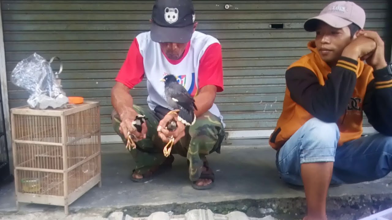 Jalak nias vs jalak kerbau gacor jinak total 