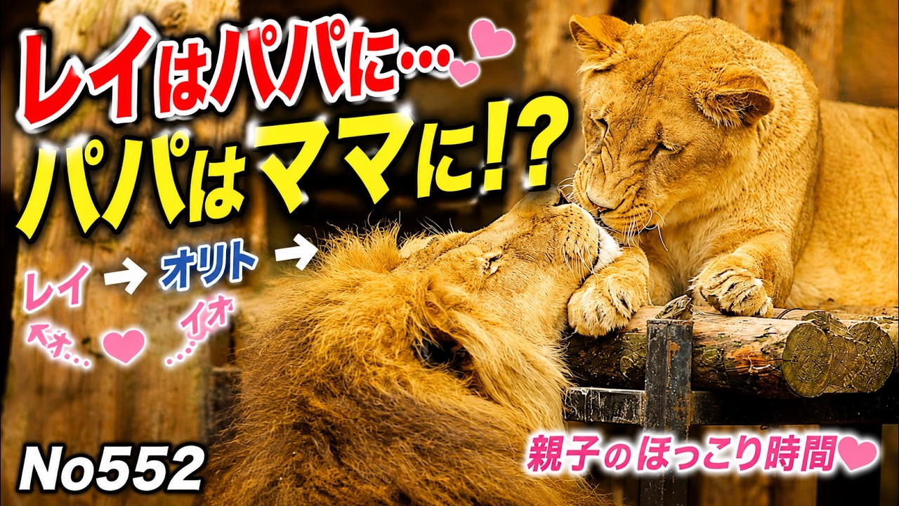 No552【旭山動物園】レイはパパに甘えたい…でもオリトが向かった先は