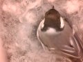 birdcam_2010-04-12_07-21-58.avi