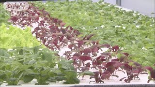 余った地下空間を活用！　レタスを自動制御で栽培(17/12/13)
