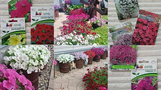 Петунии на сезон 2024. Мой выбор семян. А вы уже начали подготовку!?#flowers #цветы #garden #сад