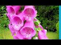 Video de Flores Hermosas