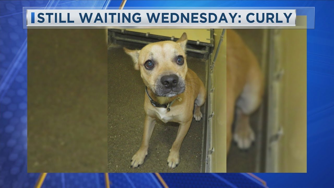 Still Waiting Wednesday: Meet Curly