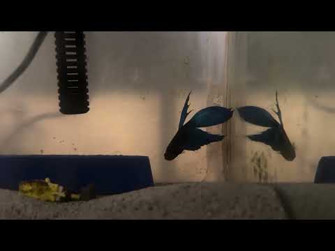 My fish (Fred)