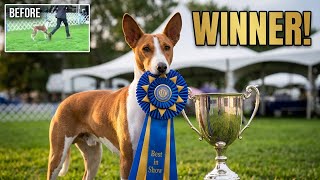 AKC Summer Classic Best In Show 2025