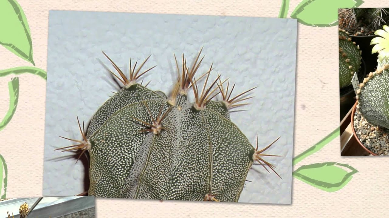 Астрофитум украшенный - быстрорастущий кактус (Astrophytum ornatum ...