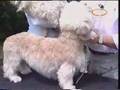 carattere del Dandie Dinmont Terrier の動画、YouTube動画。