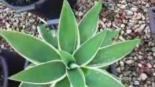 Agave attenuata variegated