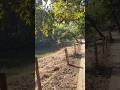 हाथीनाला बायोडायवर्सिटी हॉटस्पॉट Hathinala Biodiversity Hotspot #sonbhadra #uptourism