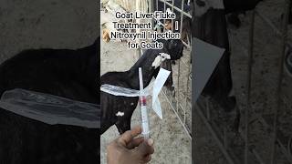 Goat Liver Fluke Treatment 💉🐐 | Nitroxynil Injection for Goats | Bakri Farming Tips Urdu