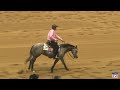 2023 quarter horse congress open reining sammel flarida on tr miss money