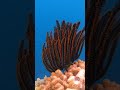 🐠 Palau: the Under-Water Serengeti of Planet Earth 🌍 #palau #travel #explore #snorkeling