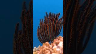 🐠 Palau: the Under-Water Serengeti of Planet Earth 🌍 #palau #travel #explore #snorkeling