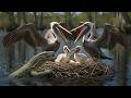 Amazing Transformation: Pelican: 140 Days From Egg to Water Giant
