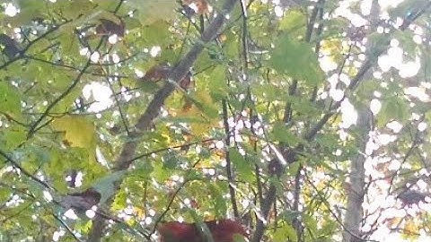 NEVERQUIT Apparel Inc. Review: Socks