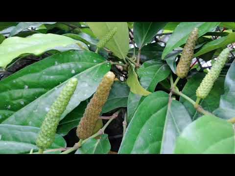Video 12 công dụng cây tiêu lốp - youtube