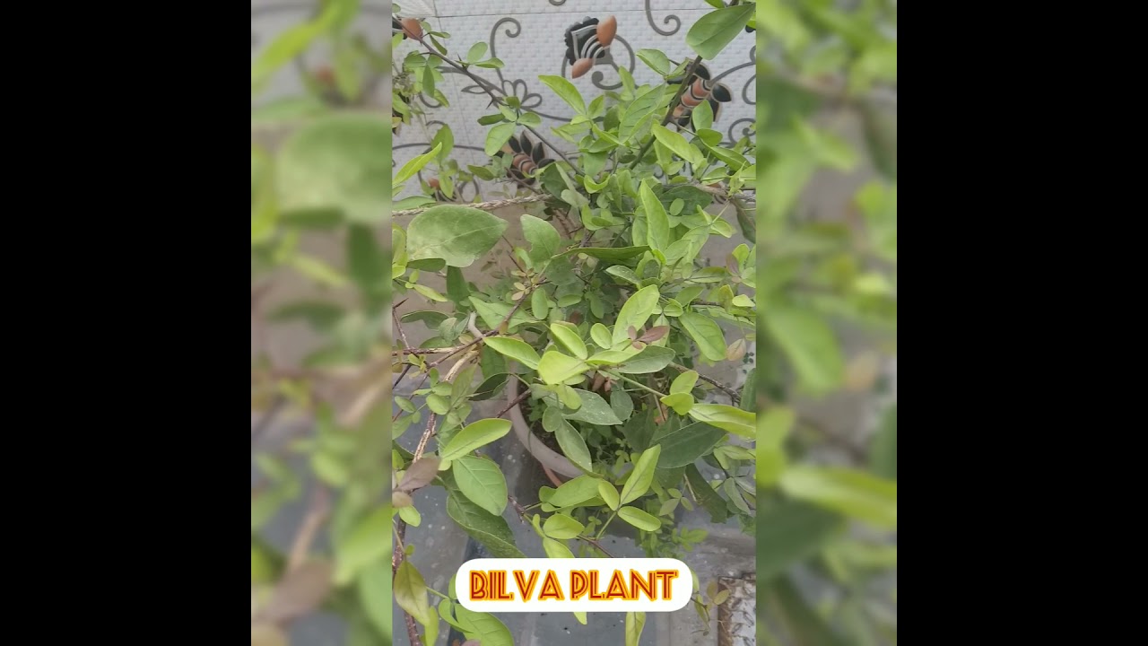 shorts how to grow bilva tree at home medicinal uses of bael tree YouTube