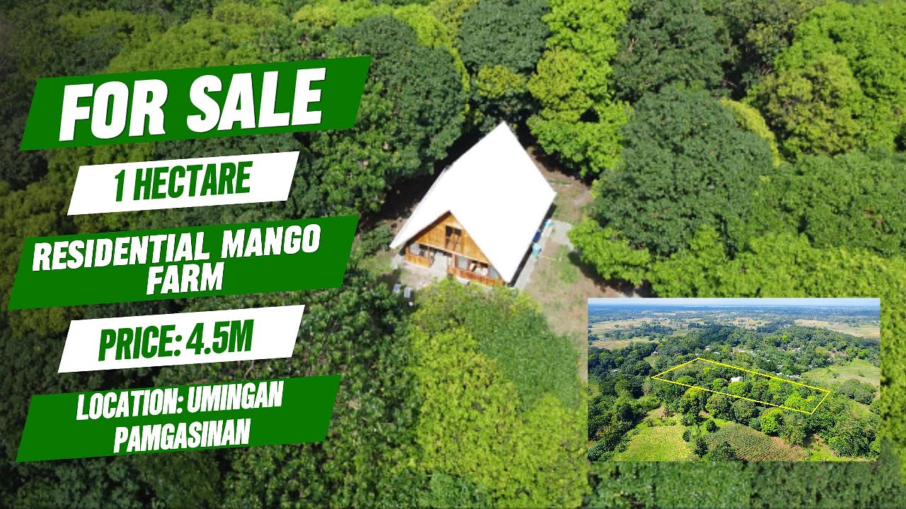 (501) FOR SALE 1 HECTARE RESIDENTIAL MANGO FARM, FULLY FENCE WITH GATE AND HOUSE, ALONG BRGY ROAD