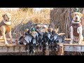 My BEST Duck and Goose Hunt Yet! - Duck Hunting 2017