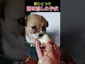 卵ひとつで涙を流した子犬