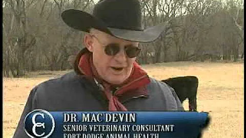 Preventing and Treating Bovine Virus Diarrhea (BVD)