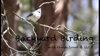 Backyard Birding with LLCT