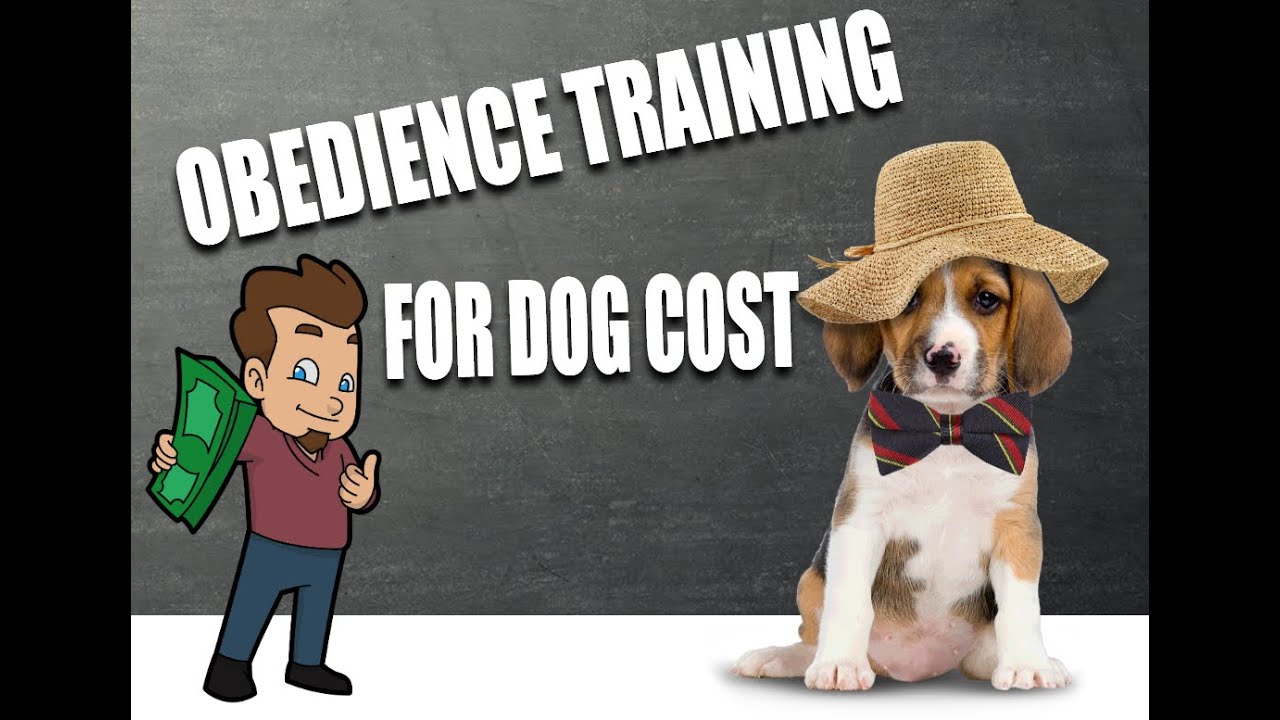 Obedience Training For Dogs Cost YouTube