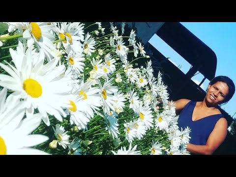 Nunca Vi Margaridas Mais Belas Youtube