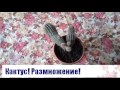 Кактус. Как размножить кактус детками. Сажаем деток кактуса. Укоренение.